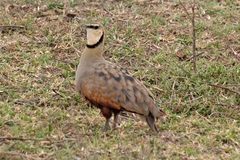 Pterocles gutturalis