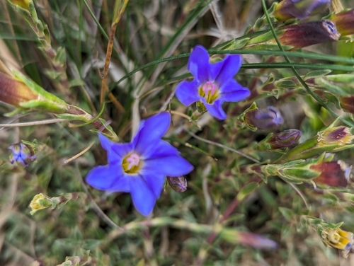 Image of Gentiana arisanensis by (c) jengru, some rights reserved (CC BY-SA)