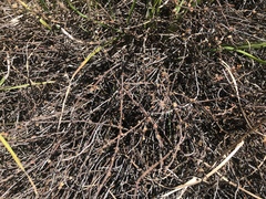 Muehlenbeckia ephedroides