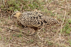 Pterocles gutturalis