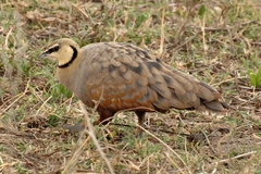 Pterocles gutturalis