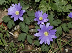 Anemonoides apennina