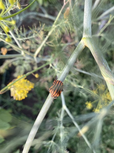 Continental Striped Shield Bug