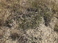 Carmichaelia australis