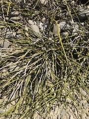 Carmichaelia australis