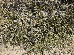 Carmichaelia australis