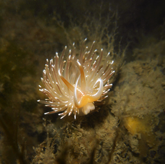 Sakuraeolis enosimensis