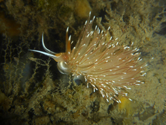 Sakuraeolis enosimensis