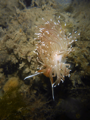 Sakuraeolis enosimensis