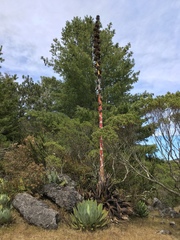 Agave hurteri