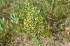 Solidago hispida hispida