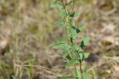 Solidago hispida hispida