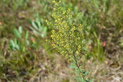 Solidago hispida hispida