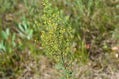 Solidago hispida hispida