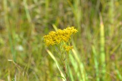 Solidago vossii