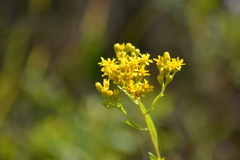 Solidago vossii