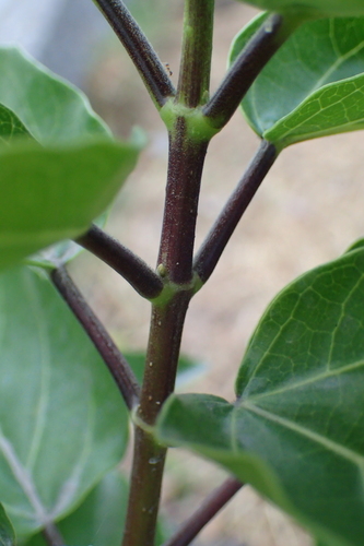 Premna serratifolia
