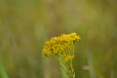 Solidago vossii