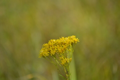 Solidago vossii