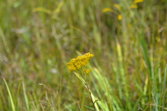 Solidago vossii