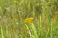 Solidago vossii