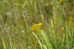 Solidago vossii