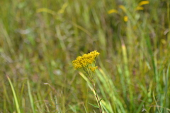 Solidago vossii