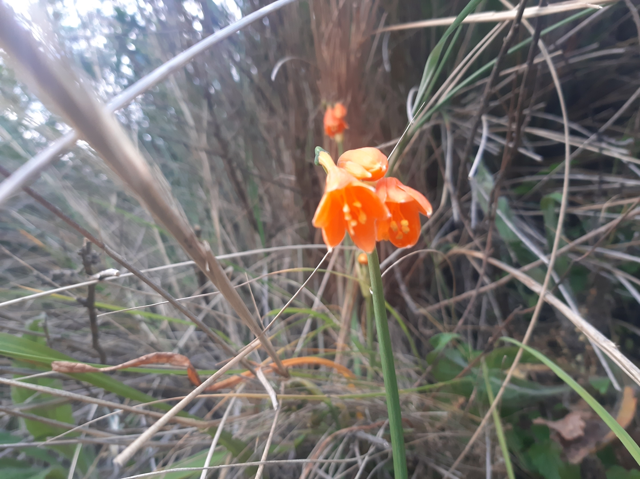 Stenomesson aurantiacum image