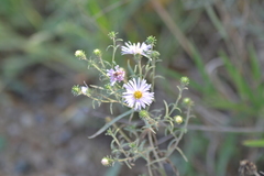 Symphyotrichum robynsianum
