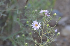 Symphyotrichum robynsianum