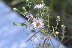 Symphyotrichum robynsianum