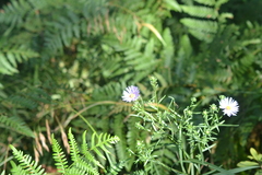 Symphyotrichum robynsianum
