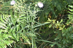 Symphyotrichum robynsianum