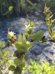 Jacquemontia cayensis