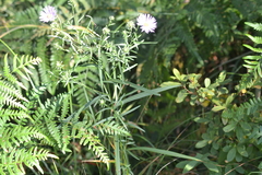 Symphyotrichum robynsianum