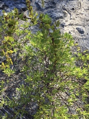 Jacquemontia cayensis