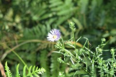 Symphyotrichum robynsianum