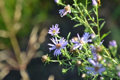 Symphyotrichum robynsianum