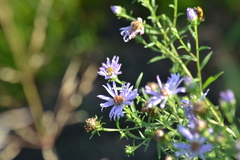 Symphyotrichum robynsianum