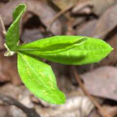 Rhododendron periclymenoides