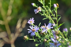Symphyotrichum robynsianum
