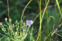 Symphyotrichum robynsianum