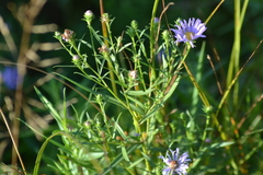 Symphyotrichum robynsianum