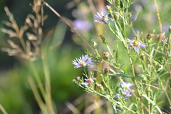 Symphyotrichum robynsianum
