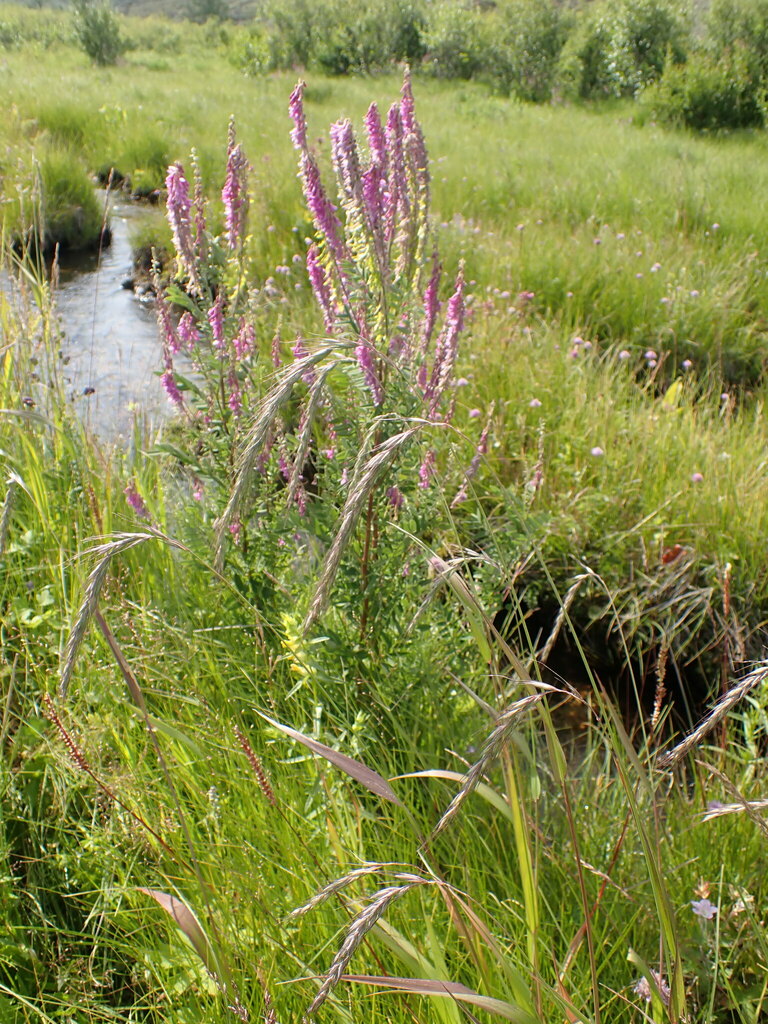 Siberian Wild Rye from Ольхонский р-н, Иркутская обл., Россия on July ...
