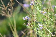 Symphyotrichum robynsianum