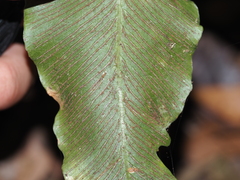 Asplenium hemionitis image