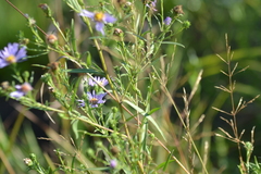 Symphyotrichum robynsianum