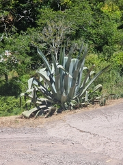 Agave americana image