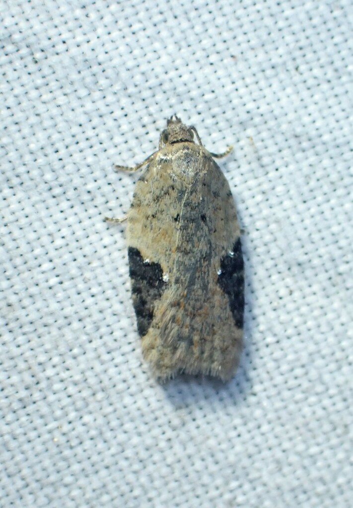 Acleris implexana